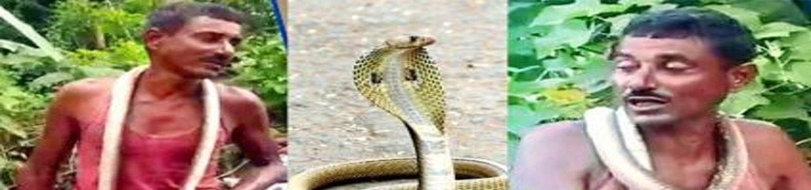 పాము కాటేసిందని ఏం చేశాడో తెలుసా..? 2 Snake Bite
