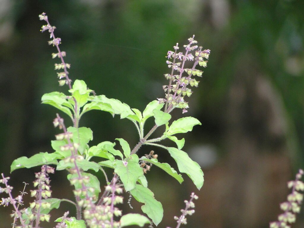 Health Tips : ఈ 5 ఆయుర్వేద మందులతో జలుబు ఇట్టే మాయం 2 health-tips-best-five-ayurvedic-medicine-for-cough-and-cold