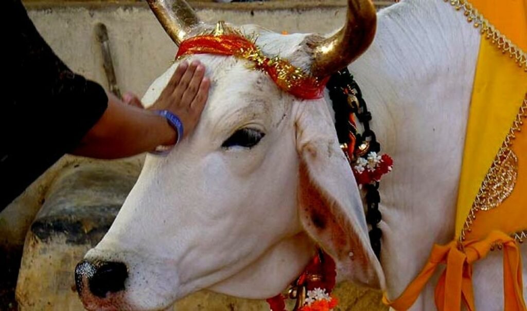 Gujarath : ఆవు నుంచే మతం పుట్టింది...గుజరాత్ హై కోర్టు కీలక వ్యాఖ్యలు 4 gujarath-religion-born-with-cows-says-gujarath-court