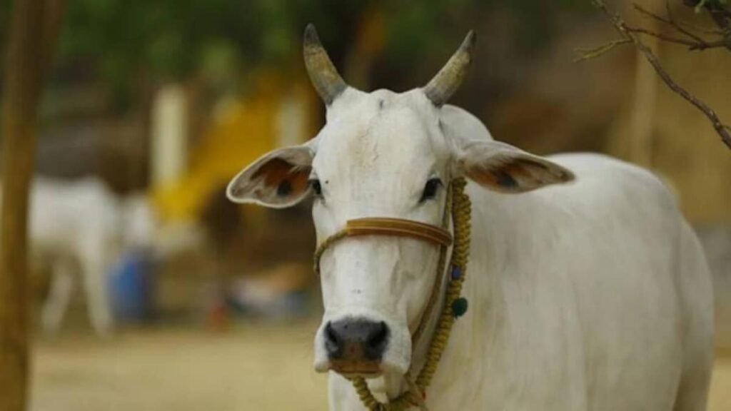 Gujarath : ఆవు నుంచే మతం పుట్టింది...గుజరాత్ హై కోర్టు కీలక వ్యాఖ్యలు 3 gujarath-religion-born-with-cows-says-gujarath-court