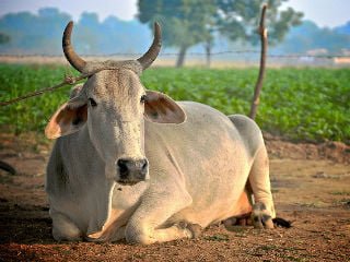Gujarath : ఆవు నుంచే మతం పుట్టింది...గుజరాత్ హై కోర్టు కీలక వ్యాఖ్యలు 2 gujarath-religion-born-with-cows-says-gujarath-court